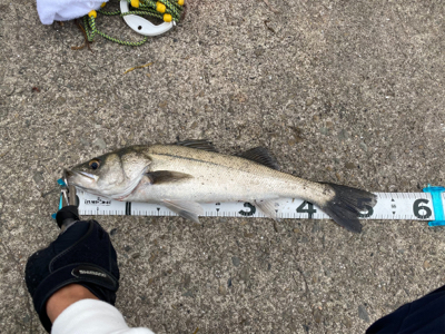 ムニエルが美味しい