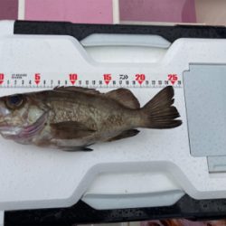 久里浜　山下丸　カサゴ