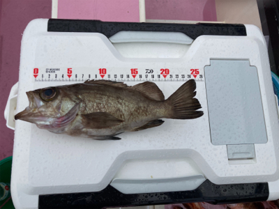 久里浜　山下丸　カサゴ