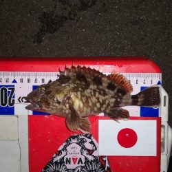 アジング練習 292