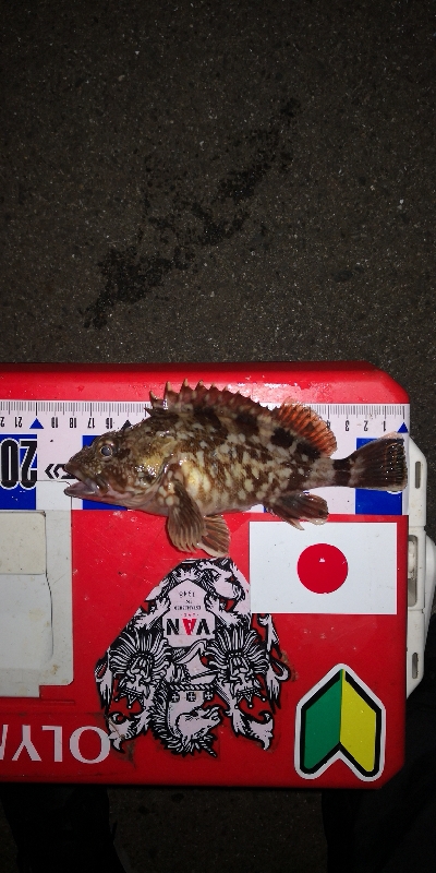 アジング練習 292