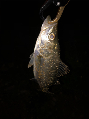 チーバスばかり•••