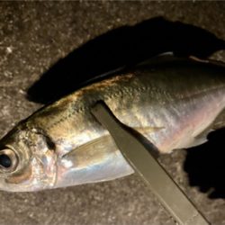 アジングで超嬉しい外道 (^o^)