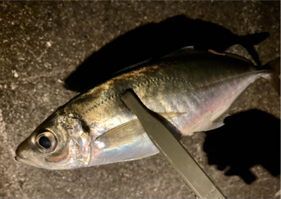 アジングで超嬉しい外道 (^o^)