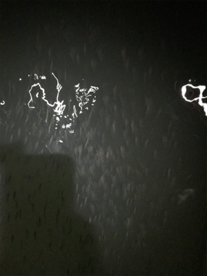 小場所のボイル打ち‼️