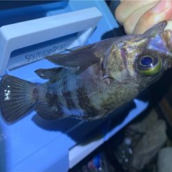 久々アジング！