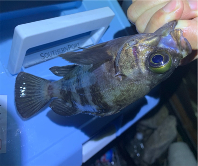 久々アジング！