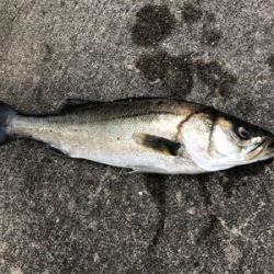 今朝はアタリ多い