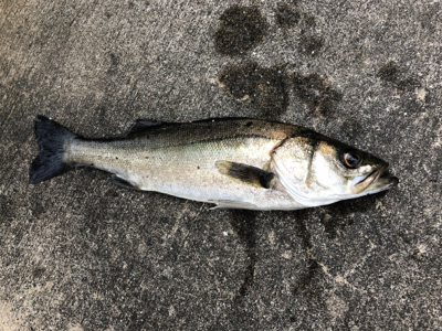 今朝はアタリ多い