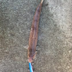 ショアジギングしました