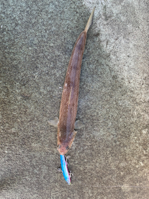 ショアジギングしました