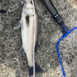 マイクロパターン