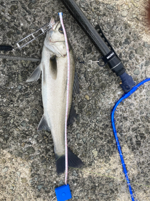 マイクロパターン