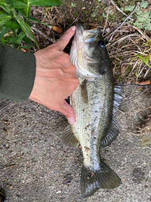 今年初めてのバス釣り。