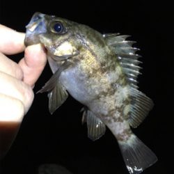 リリースサイズは入れ食い