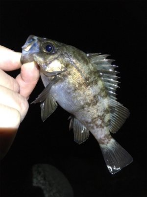 リリースサイズは入れ食い