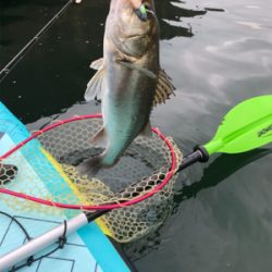 初supフィッシング