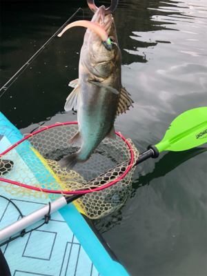 初supフィッシング