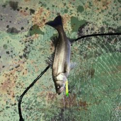 いいタイミング