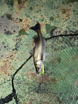 いいタイミング