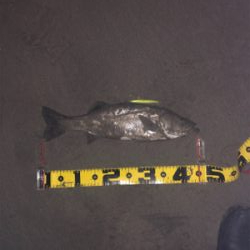 親父たちの釣行 シーバス編