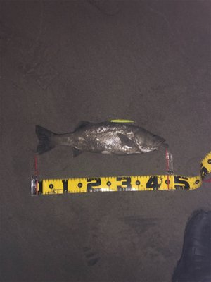 親父たちの釣行 シーバス編