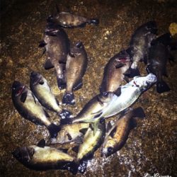 爆風メバリング