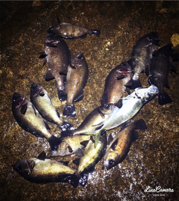 爆風メバリング