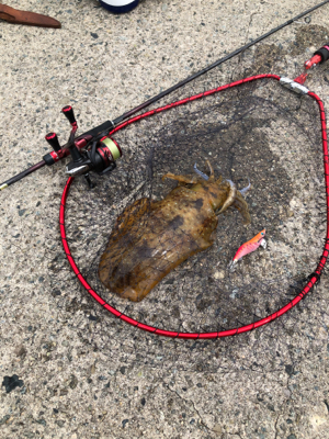 昼からのエギング！