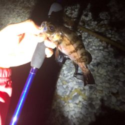 マーブルビーチでメバリング