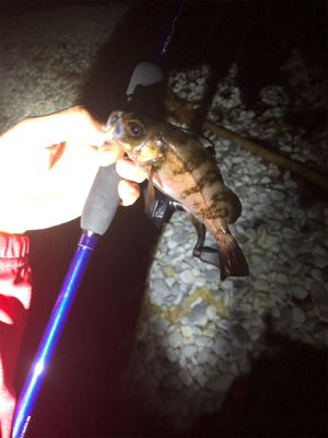 マーブルビーチでメバリング