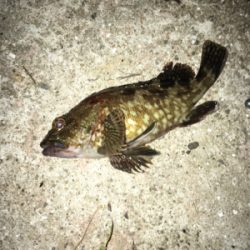 ハイブリッド釣法