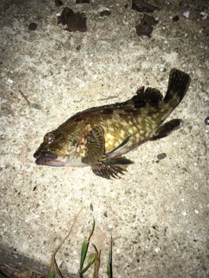 ハイブリッド釣法