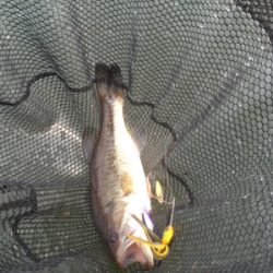 色々なルアーで