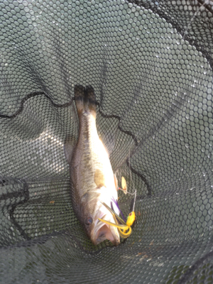 色々なルアーで