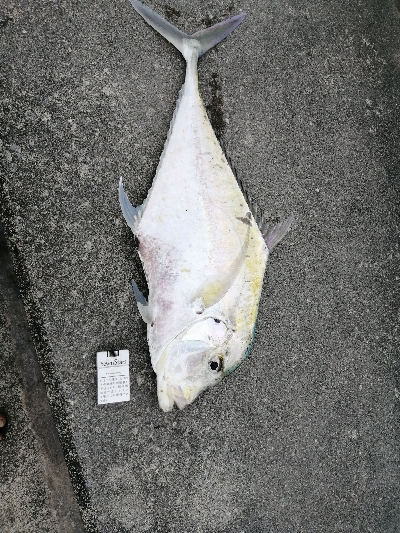 この大きさの馬面久しぶりに見た(笑)