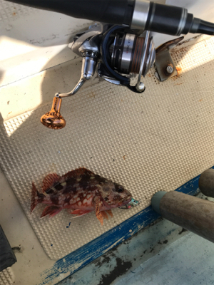 スーパーライトジギング