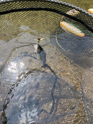 黒保根渓流フィッシング