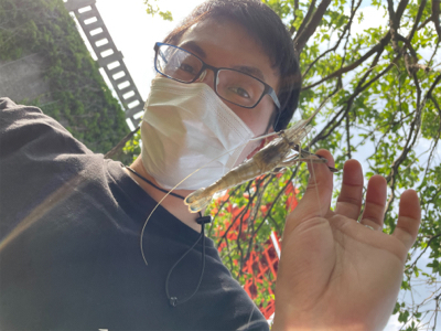 荒川　テナガエビ