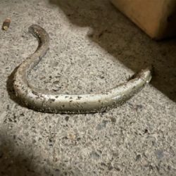 ちょっと早めのウサギ釣り