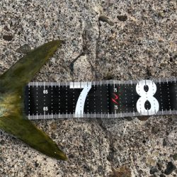 鰤カスタム炸裂！