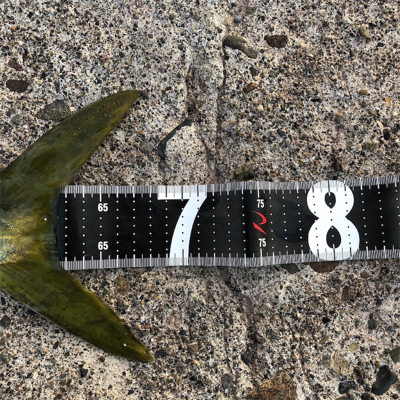 鰤カスタム炸裂！