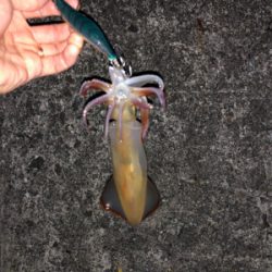 イカ釣り