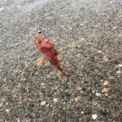 春イカシーズン到来