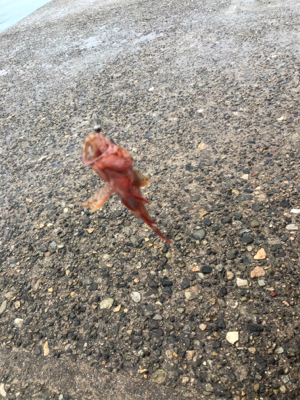 春イカシーズン到来