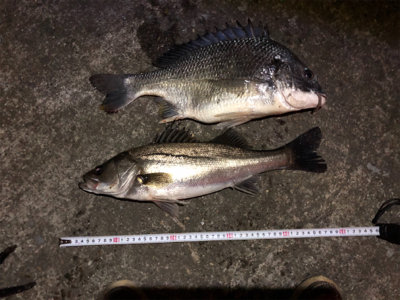 チヌ、キビレ、ハネ、ソイ