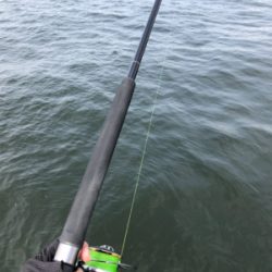 狙いとは違った珍客