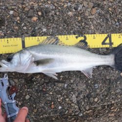 九頭竜川河口でシーバス連発