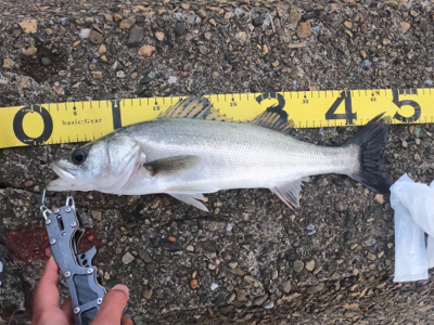 九頭竜川河口でシーバス連発