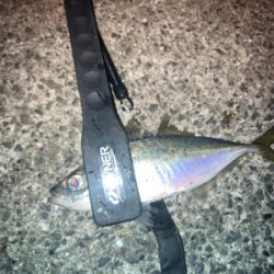 アジ居りました